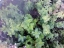 Aromáticas - erva cidreira